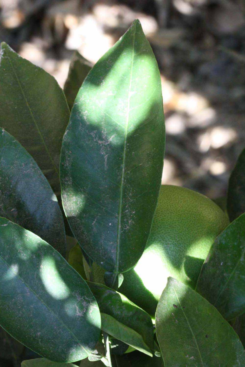              Unifoliolate leaf (Riverside, CA)       